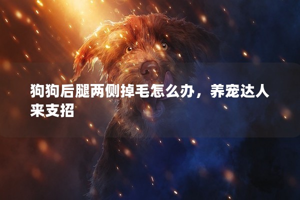 狗狗后腿兩側掉毛怎么辦，養寵達人來支招