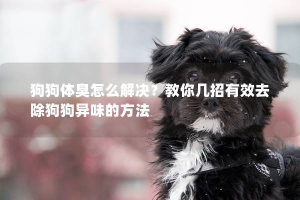 狗狗體臭怎么解決？教你幾招有效去除狗狗異味的方法