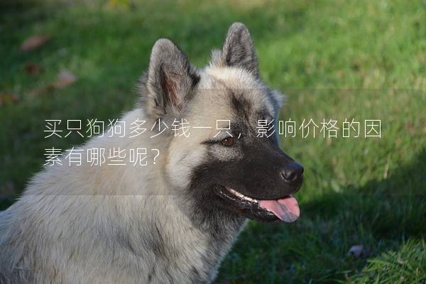 買只狗狗多少錢一只，影響價格的因素有哪些呢？