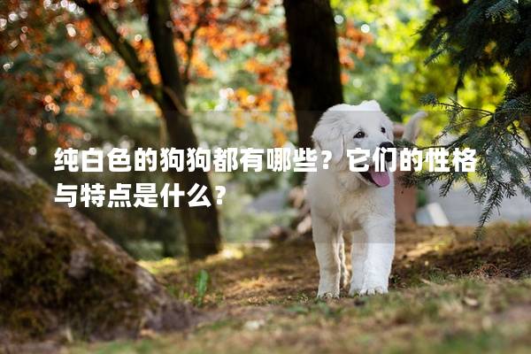 純白色的狗狗都有哪些？它們的性格與特點是什么？