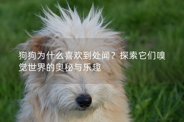 狗狗為什么喜歡到處聞？探索它們嗅覺世界的奧秘與樂趣