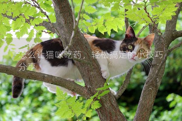 怎么讓貓咪吃藥，輕松搞定的小技巧分享