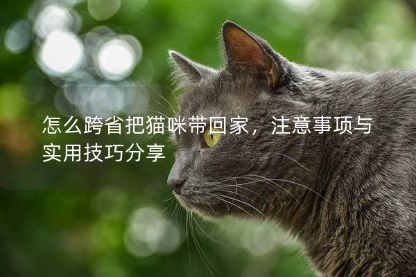 怎么跨省把貓咪帶回家,注意事項與實用技巧分享 怎么跨省把貓咪帶回家,注意事項與實用技巧分享