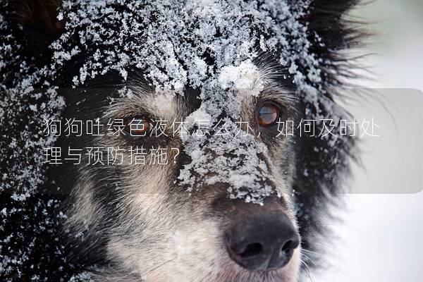 狗狗吐綠色液體怎么辦，如何及時(shí)處理與預(yù)防措施？