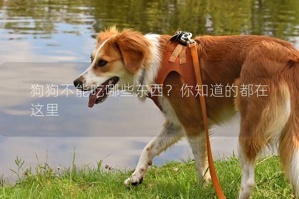 狗狗不能吃哪些東西？你知道的都在這里
