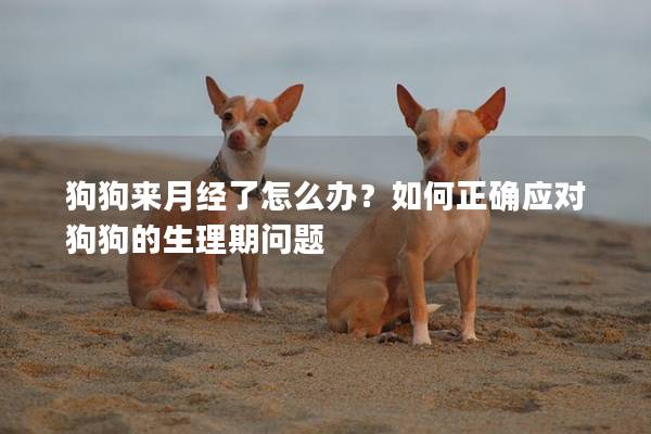 狗狗來月經了怎么辦？如何正確應對狗狗的生理期問題