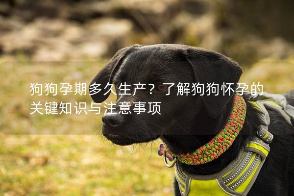 狗狗孕期多久生產？了解狗狗懷孕的關鍵知識與注意事項