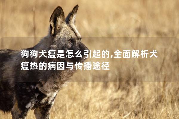 狗狗犬瘟是怎么引起的,全面解析犬瘟熱的病因與傳播途徑