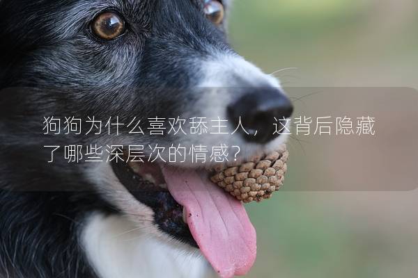 狗狗為什么喜歡舔主人，這背后隱藏了哪些深層次的情感？