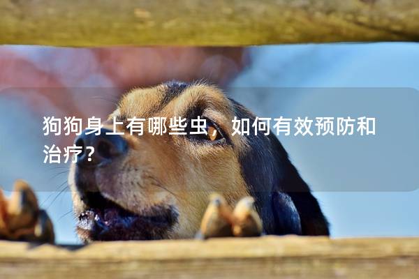 狗狗身上有哪些蟲,如何有效預防和治療?