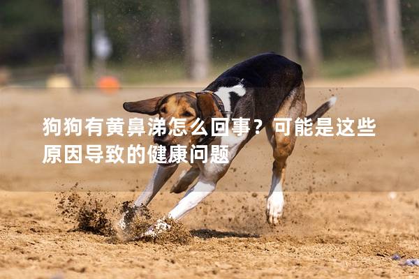 狗狗有黃鼻涕怎么回事？可能是這些原因?qū)е碌慕】祮栴}