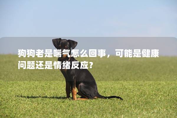 狗狗老是喘氣怎么回事,可能是健康問題還是情緒反應? 狗狗老是喘氣怎么回事,可能是健康問題還是情緒反應?