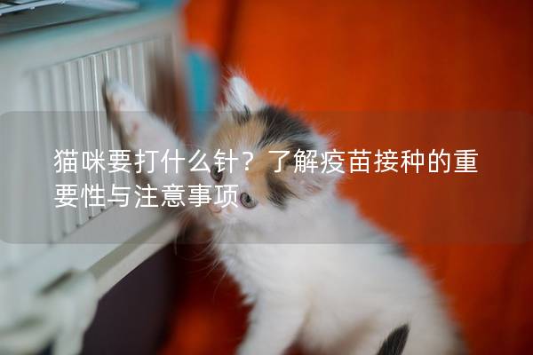 貓咪要打什么針?了解疫苗接種的重要性與注意事項