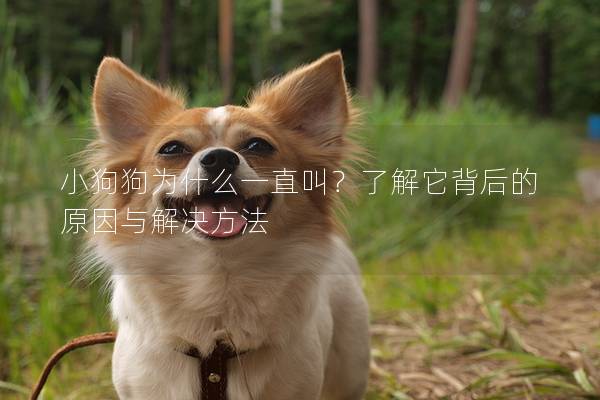 小狗狗為什么一直叫？了解它背后的原因與解決方法