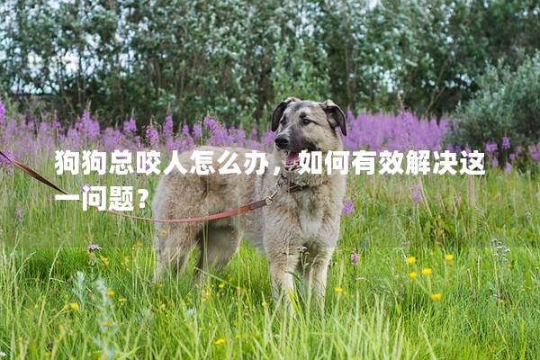 狗狗總咬人怎么辦,如何有效解決這一問題? 狗狗總咬人怎么辦,如何有效解決這一問題?