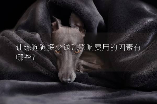 訓(xùn)練狗狗多少錢？影響費(fèi)用的因素有哪些？