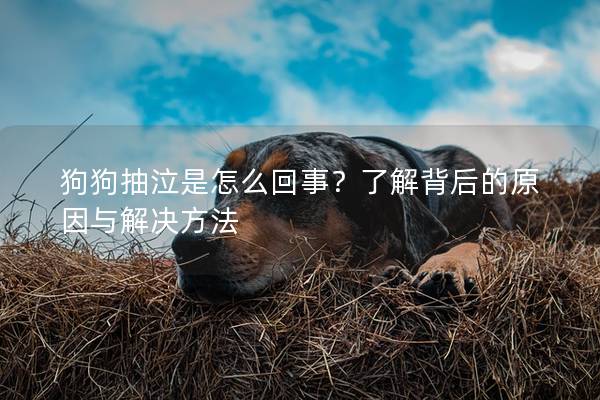 狗狗抽泣是怎么回事？了解背后的原因與解決方法