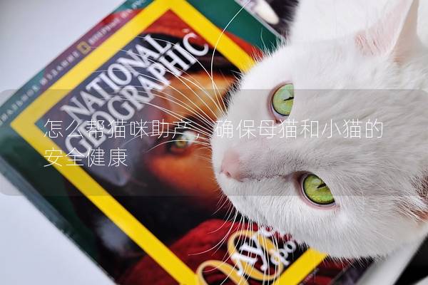 怎么幫貓咪助產，確保母貓和小貓的安全健康