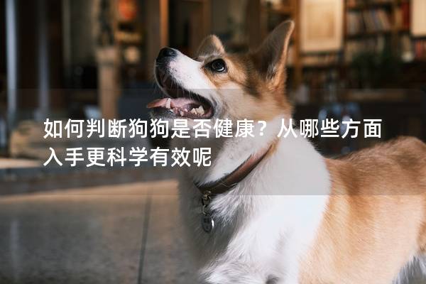 如何判斷狗狗是否健康？從哪些方面入手更科學(xué)有效呢