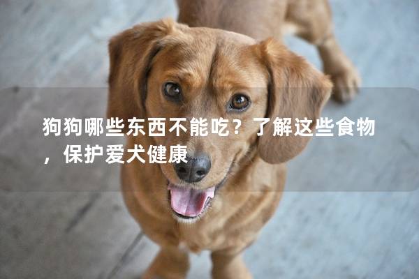 狗狗哪些東西不能吃？了解這些食物，保護愛犬健康
