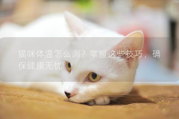 貓咪體溫怎么測(cè)?掌握這些技巧,確保健康無(wú)憂(yōu) 貓咪體溫怎么測(cè)?掌握這些技巧,確保健康無(wú)憂(yōu)