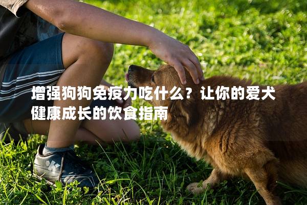 增強狗狗免疫力吃什么？讓你的愛犬健康成長的飲食指南