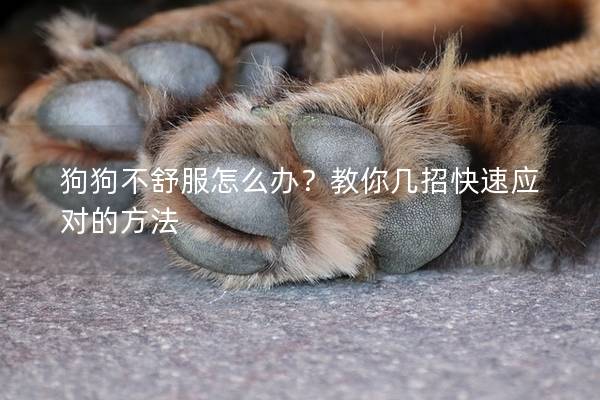 狗狗不舒服怎么辦？教你幾招快速應對的方法