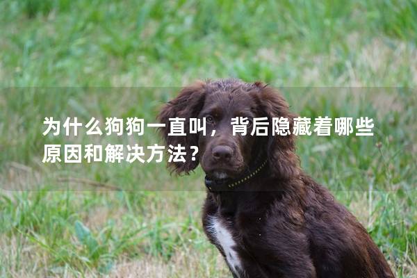 為什么狗狗一直叫，背后隱藏著哪些原因和解決方法？