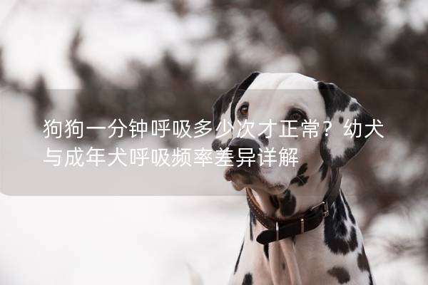 狗狗一分鐘呼吸多少次才正常？幼犬與成年犬呼吸頻率差異詳解