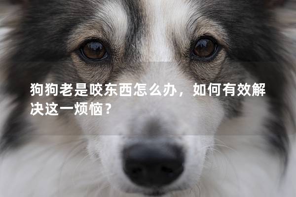 狗狗老是咬東西怎么辦，如何有效解決這一煩惱？