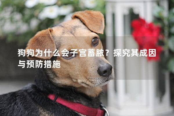 狗狗為什么會(huì)子宮蓄膿？探究其成因與預(yù)防措施