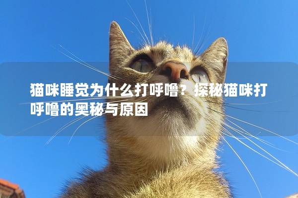 貓咪睡覺為什么打呼嚕?探秘貓咪打呼嚕的奧秘與原因 貓咪睡覺為什么打呼嚕?探秘貓咪打呼嚕的奧秘與原因