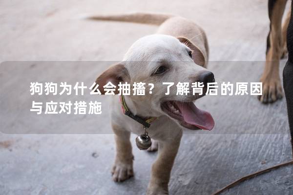 狗狗為什么會抽搐？了解背后的原因與應(yīng)對措施