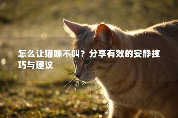 怎么讓貓咪不叫？分享有效的安靜技巧與建議