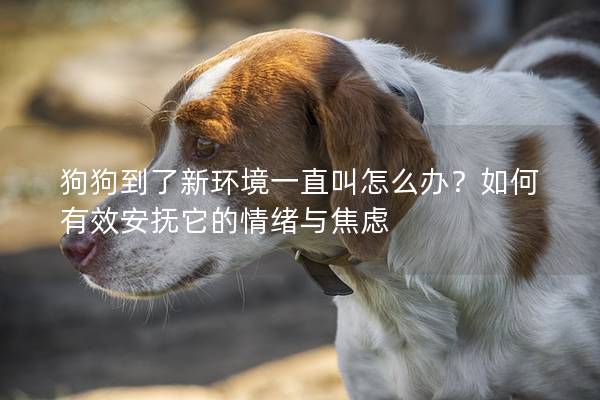 狗狗到了新環境一直叫怎么辦？如何有效安撫它的情緒與焦慮