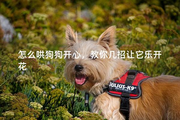怎么哄狗狗開心，教你幾招讓它樂開花