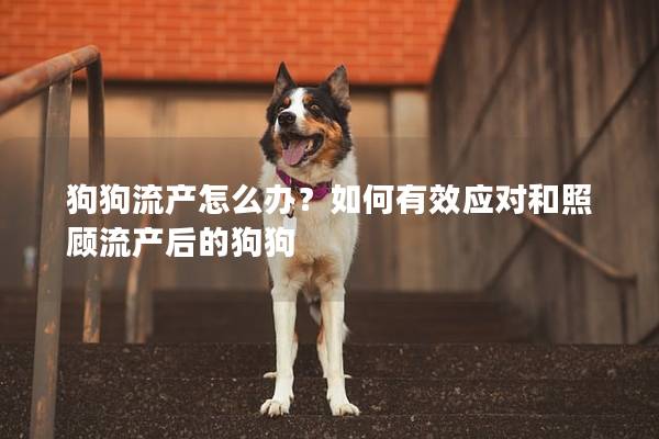 狗狗流產怎么辦？如何有效應對和照顧流產后的狗狗