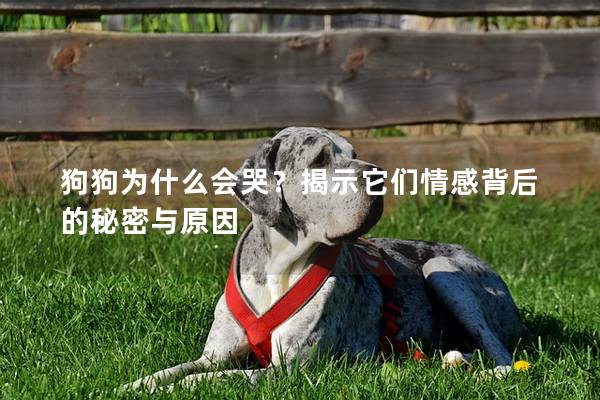 狗狗為什么會哭？揭示它們情感背后的秘密與原因