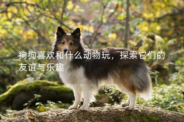 狗狗喜歡和什么動物玩，探索它們的友誼與樂趣