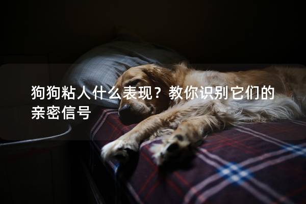 狗狗粘人什么表現？教你識別它們的親密信號