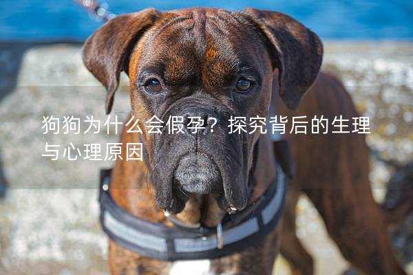 狗狗為什么會假孕？探究背后的生理與心理原因