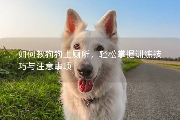 如何教狗狗上廁所，輕松掌握訓練技巧與注意事項