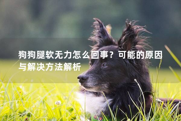 狗狗腿軟無力怎么回事？可能的原因與解決方法解析