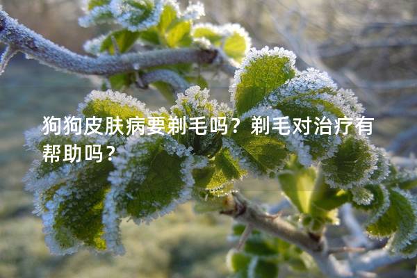狗狗皮膚病要剃毛嗎?剃毛對治療有幫助嗎? 狗狗皮膚病要剃毛嗎?剃毛對治療有幫助嗎?