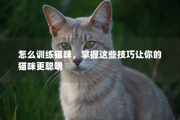 怎么訓練貓咪，掌握這些技巧讓你的貓咪更聰明
