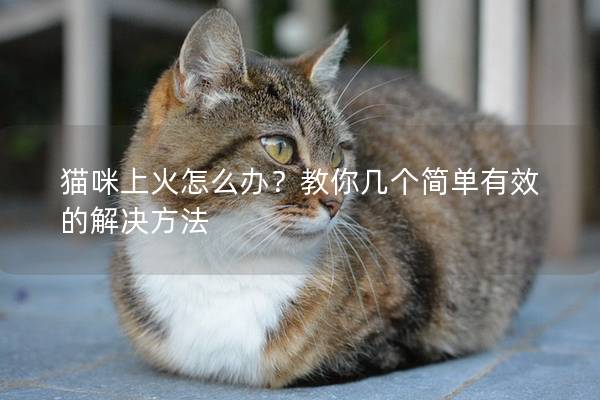 貓咪上火怎么辦？教你幾個簡單有效的解決方法
