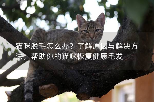 貓咪脫毛怎么辦？了解原因與解決方法，幫助你的貓咪恢復健康毛發