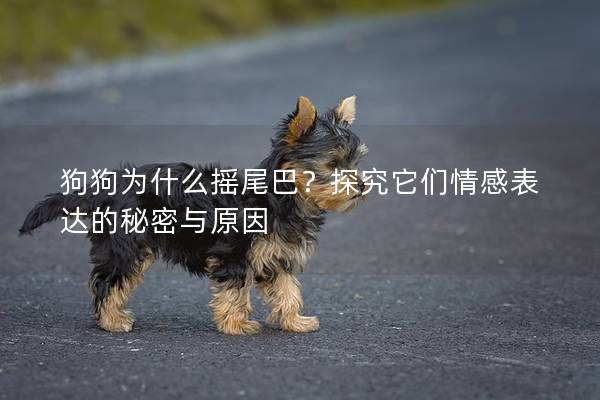 狗狗為什么搖尾巴?探究它們情感表達的秘密與原因 狗狗為什么搖尾巴?探究它們情感表達的秘密與原因
