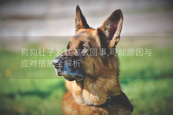 狗狗肚子發紅怎么回事,可能原因與應對措施全解析