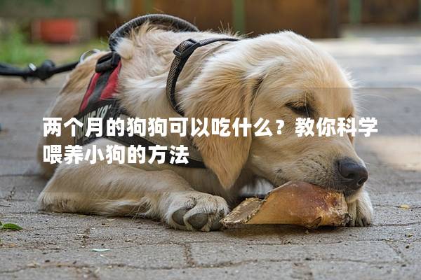 兩個(gè)月的狗狗可以吃什么?教你科學(xué)喂養(yǎng)小狗的方法